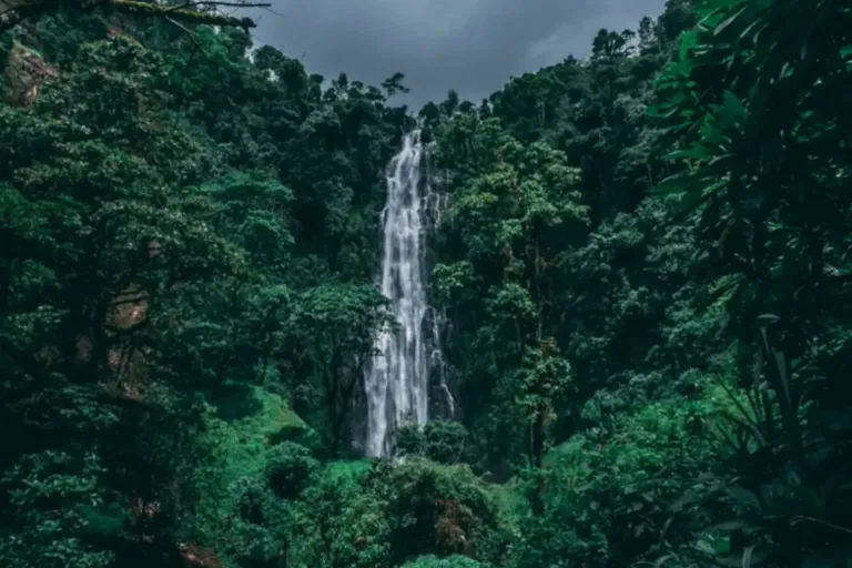 Msiriwa Waterfalls, Coffee Experience & Local Chagga Beer Brewery 